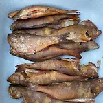 Campeggio Elamusmajutus Intsu Vorgukuuris