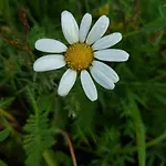 Elamusmajutus Intsu Vorgukuuris Camping Liiva (Saaremaa)