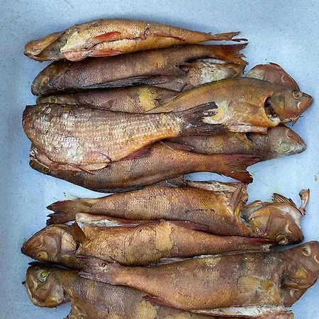 Kamp alanı Elamusmajutus Intsu Vorgukuuris