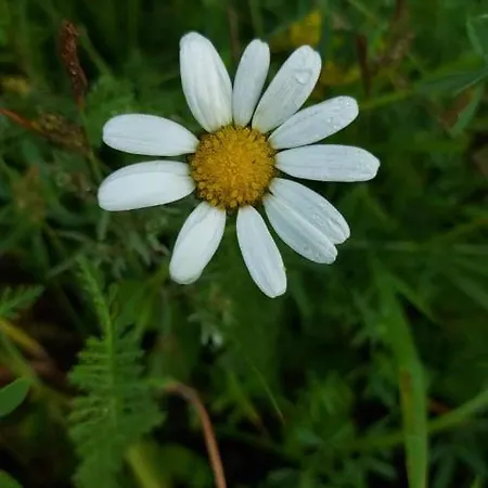 Elamusmajutus Intsu Vorgukuuris Campsite Liiva (Saaremaa)