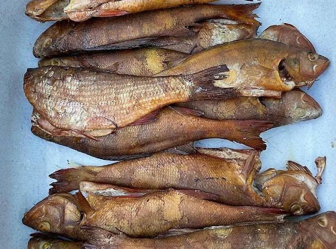 Kemp Elamusmajutus Intsu Vorgukuuris