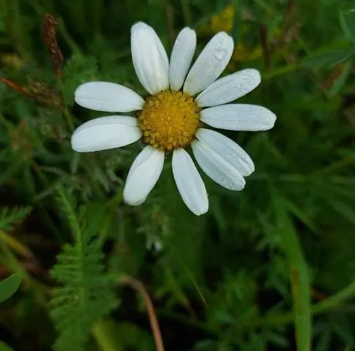 Elamusmajutus Intsu Vorgukuuris Kemp Liiva (Saaremaa)